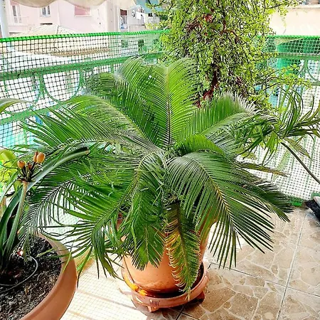 Apartment Large Terrace Near Centre Athens